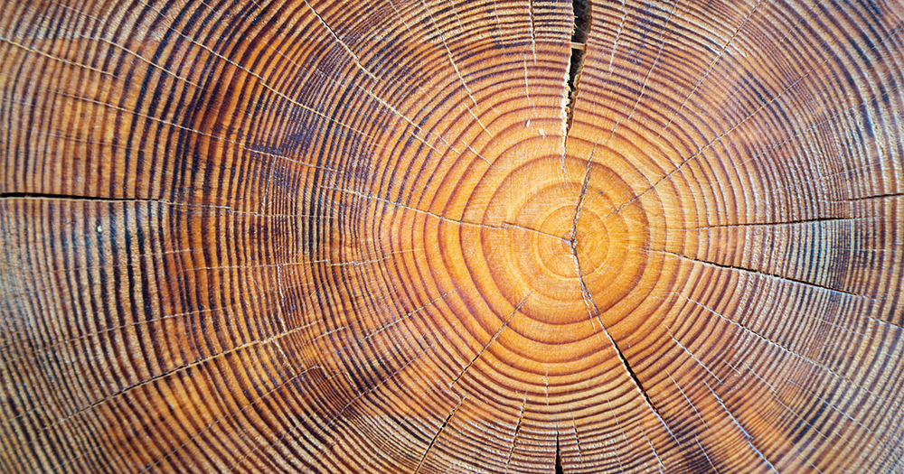 Close up of wood in core of tree