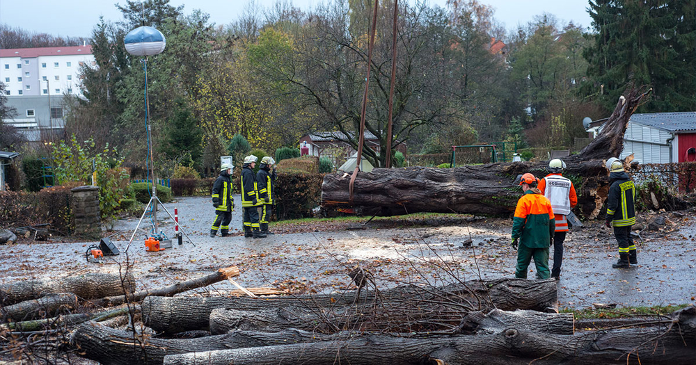 Workers observing fallen tree damage from storm